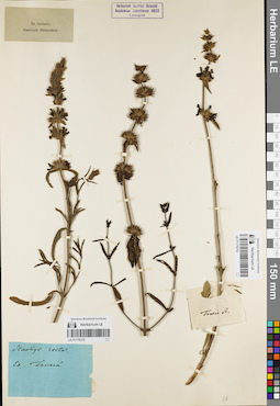 LE 01179375