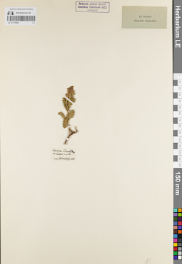 LE 01179382
