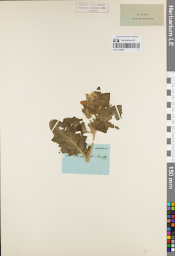 LE 01179505