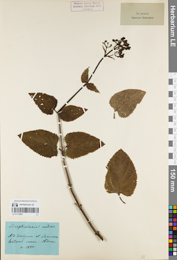 LE 01179607