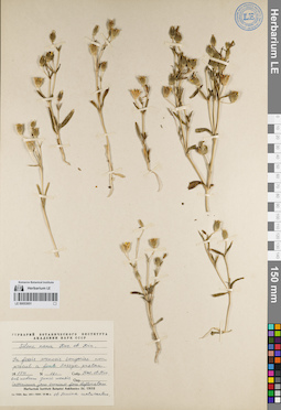 LE 00053951