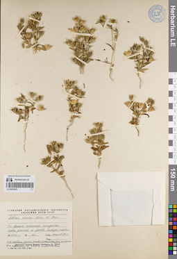 LE 00053952