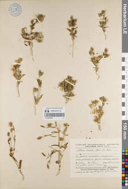 LE 00053955