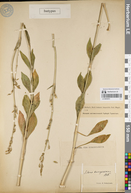 LE 00053972