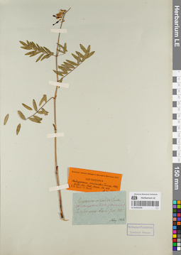 LE 01053245