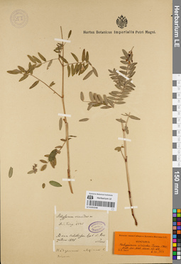 LE 01053248