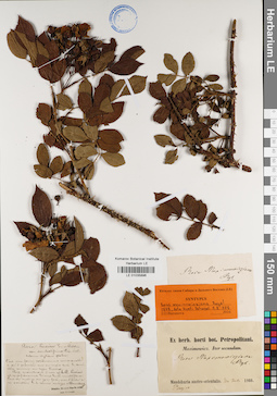 LE 01035896