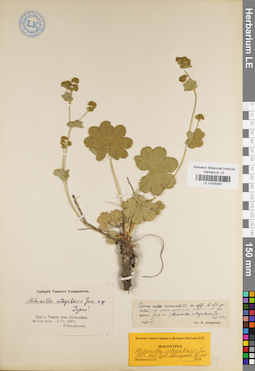 LE 01035487