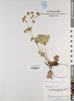 LE 01035490