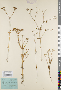 LE 01180179