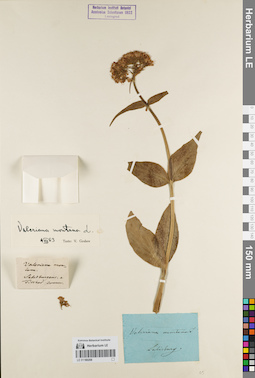 LE 01180208