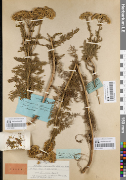 LE 01180291