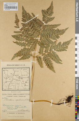 LE 01181146