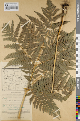 LE 01181155