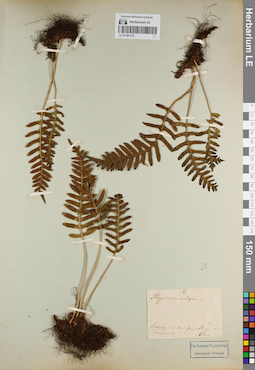 LE 01181172