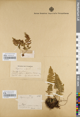 LE 01181180