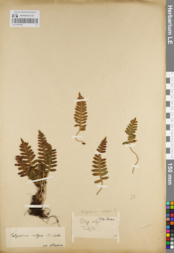 LE 01181183