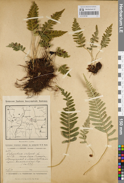 LE 01181184