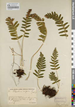 LE 01181185
