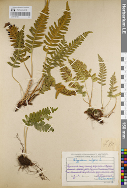 LE 01181191