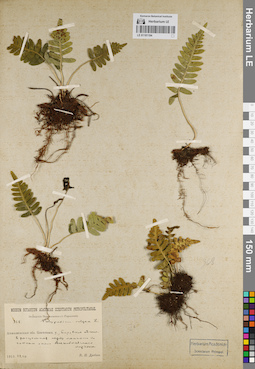 LE 01181194