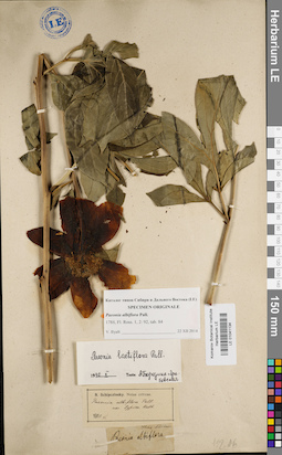LE 01041134