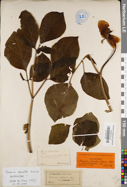 LE 01041152