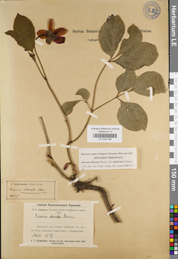 LE 01041169