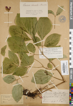 LE 01041181