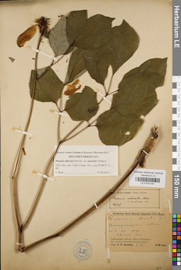 LE 01041187