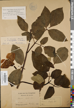 LE 01041189