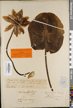 LE 01041197