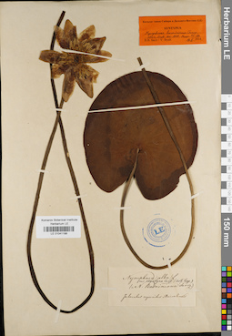 LE 01041198