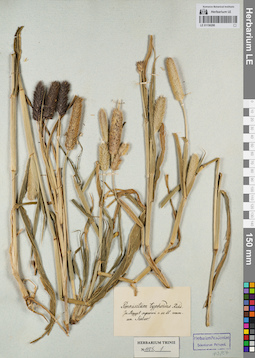 LE 01156299