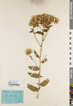 LE 01180572
