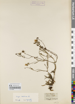 LE 01180590