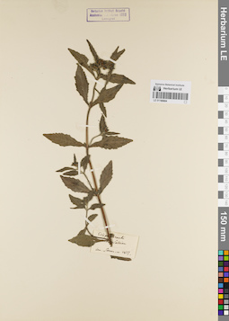 LE 01180604