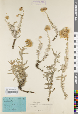LE 01180616