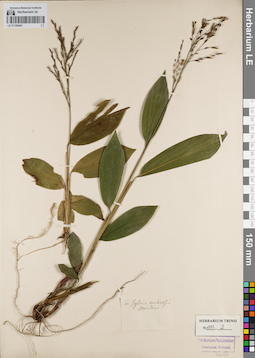 LE 01156403