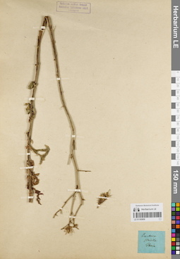 LE 01180806