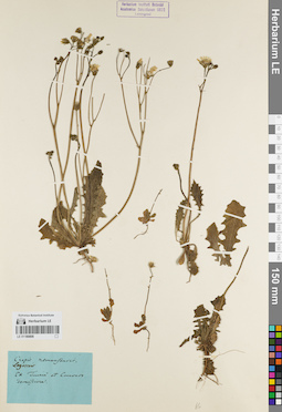 LE 01180808