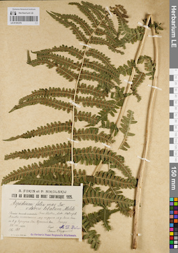 LE 01181270