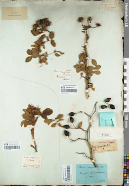 LE 01161785
