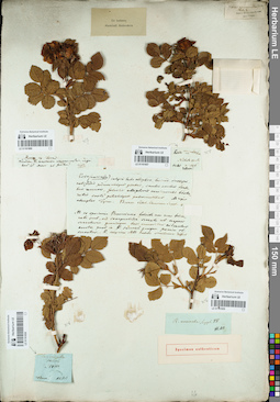 LE 01161859