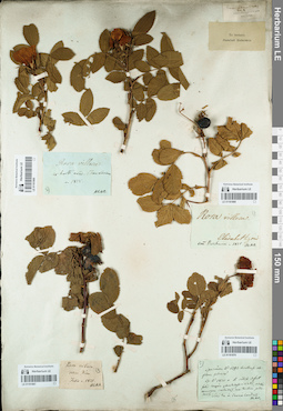 LE 01161868