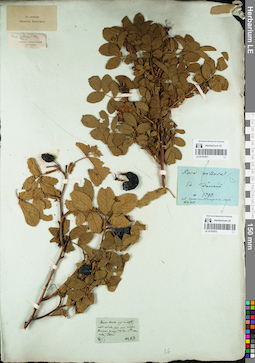 LE 01161871