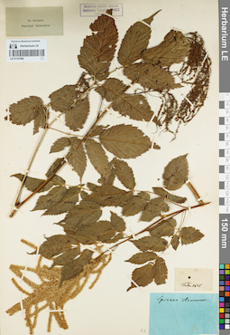 LE 01161996