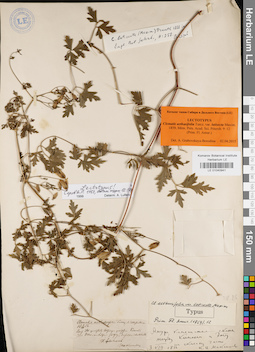 LE 01040941