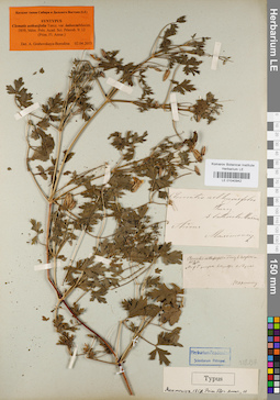 LE 01040942