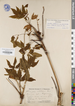 LE 01040964
